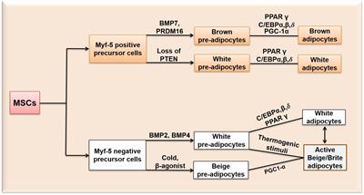 Molecular Mechanisms of Adipogenesis: The Anti-adipogenic Role of AMP-Activated Protein Kinase